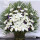 17朵白菊+6朵百合