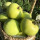 青苹果3年苗（地径1厘米粗）
