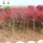 日本红枫树苗(粗约2.5cm)