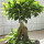 大号精品榕树40厘米整体高