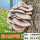 平菇菇木头种-4袋【可种1200斤木