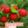 蛇莓苗9棵