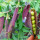 紫荚甜脆豌豆种子 50g