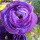 紫色 5球装+种植肥+育芽蛭石