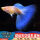 蓝白孔雀鱼孕母1条