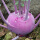 紫苤兰种子约500粒原装