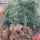 紫竹1.5厘米粗度5棵
