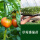 草莓番茄 秧苗6棵