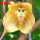 黄面猴5苗连体