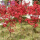 日本红枫苗1.2米高度