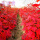 美国红枫苗1.2米高度