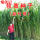 皇竹草种子一斤
