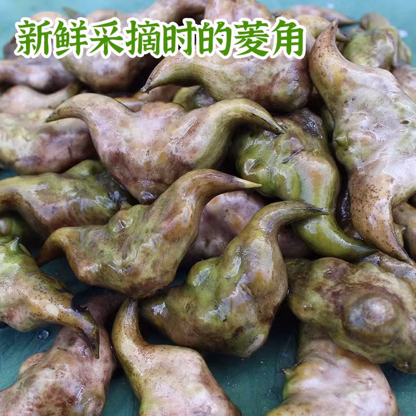 洪湖农家 现摘洪湖老菱角 5斤 下单折后￥36.8顺丰包邮