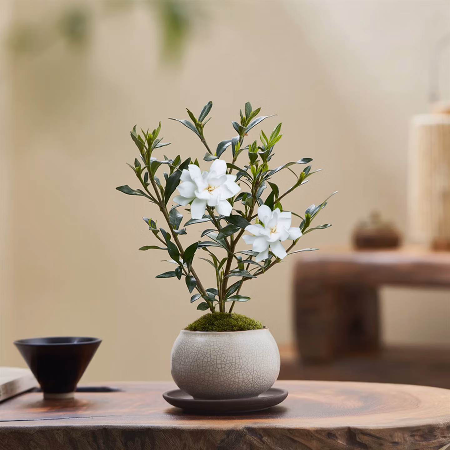八芽 小叶栀子花 含白裂纹金边陶瓷盆+紫砂托盘+苔藓 双重优惠折后￥7.92包邮