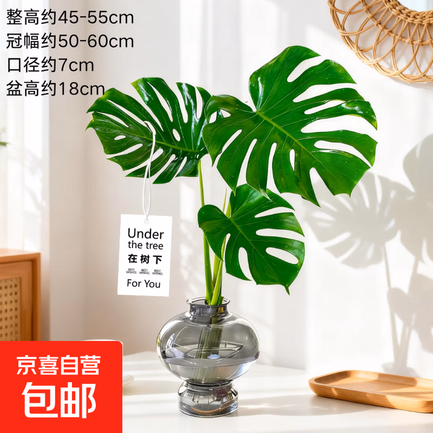 京喜 水培龟背竹 3片叶 配葫芦树脂花瓶 京东优惠券折后￥17.84包邮