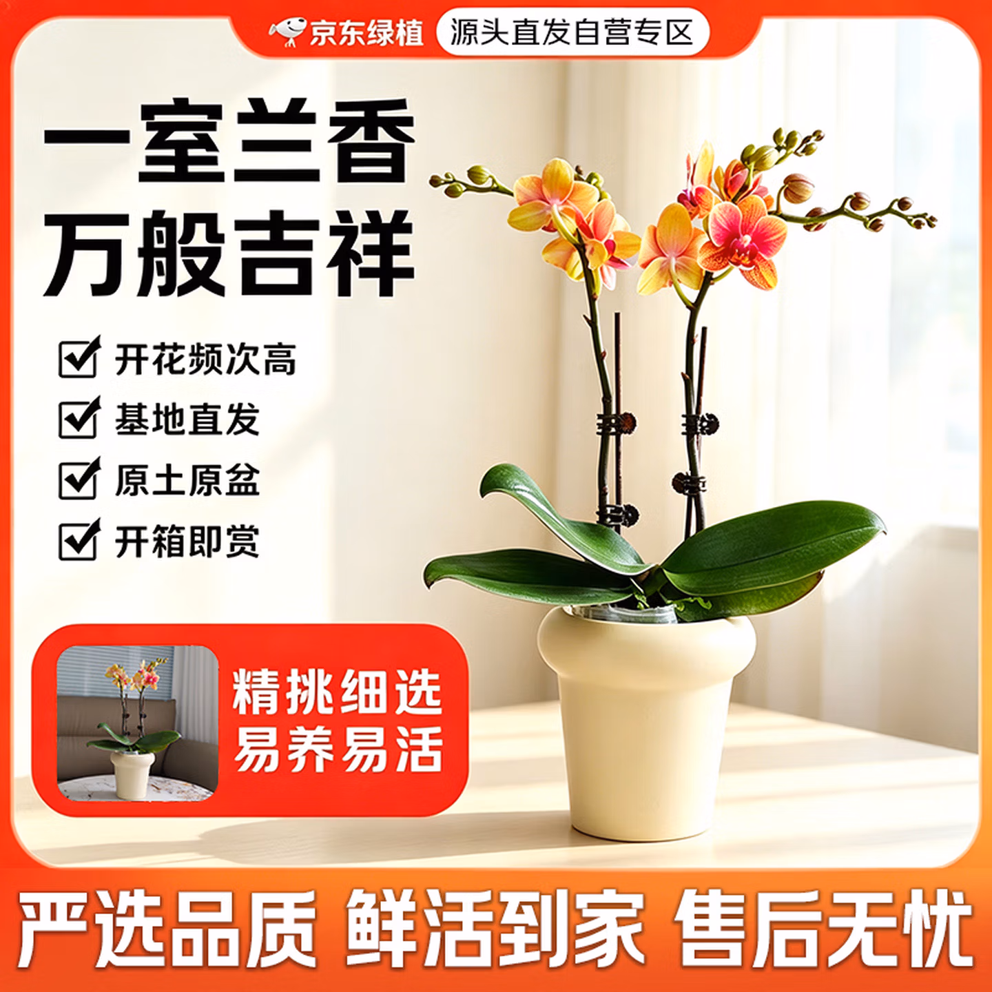 京东鲜花 蝴蝶兰鲜花盆栽 一株双梗含花盆 京东优惠券折后￥38.12包邮