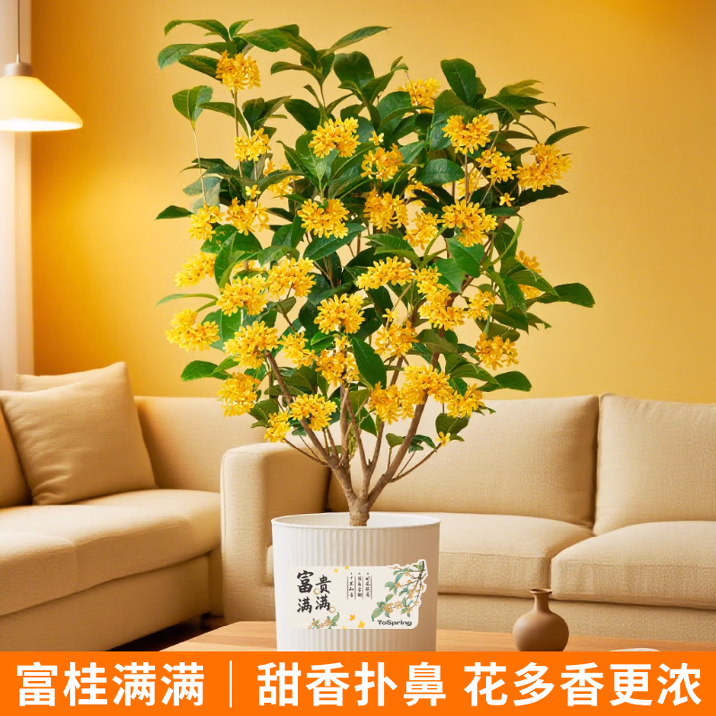 京东鲜花 3~5年壮苗桂花带土盆栽(含花盆+赠盆贴)京东优惠券折后¥29.9包邮