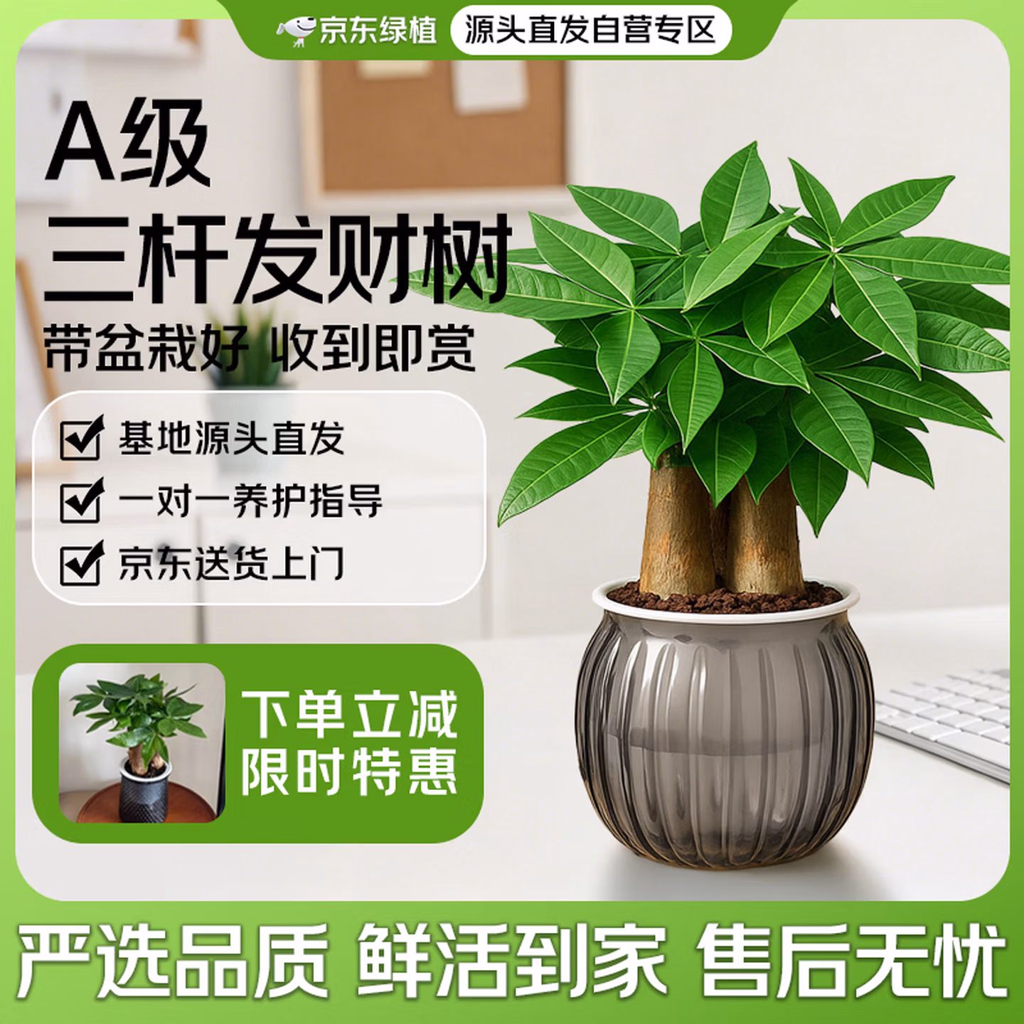 京东绿植 A级三杆发财树盆栽 带南瓜盆 京东优惠券折后￥24.8包邮 另有多款盆栽可选