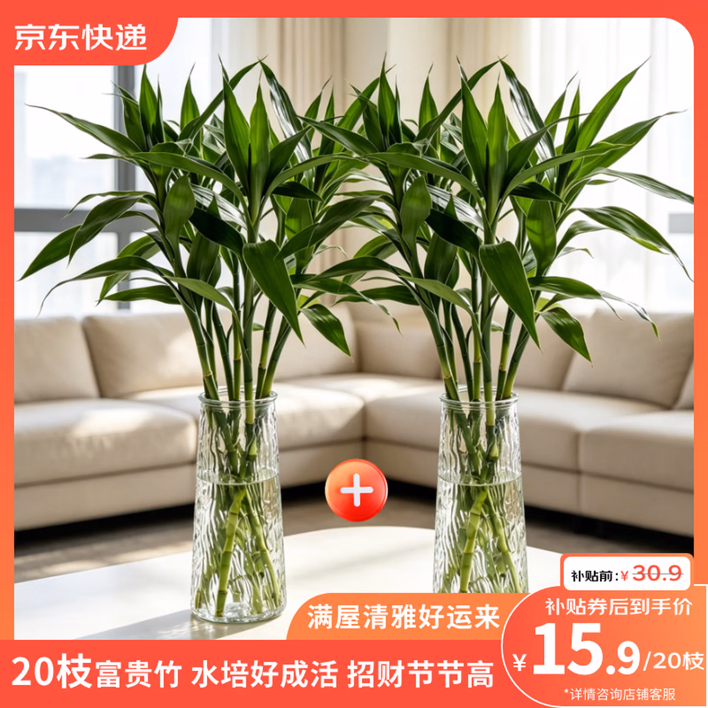 云选花礼 富贵竹 20枝 双重优惠折后￥14.9包邮
