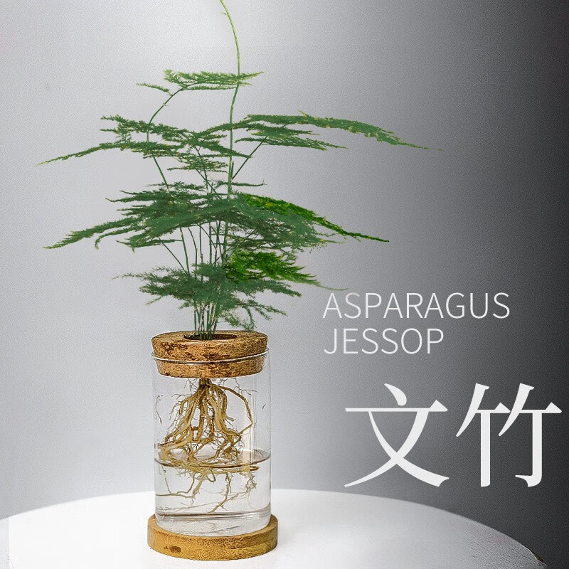 【JD商城】花矢 水培绿植桌面文竹盆栽 文竹+透明玻璃瓶+木托