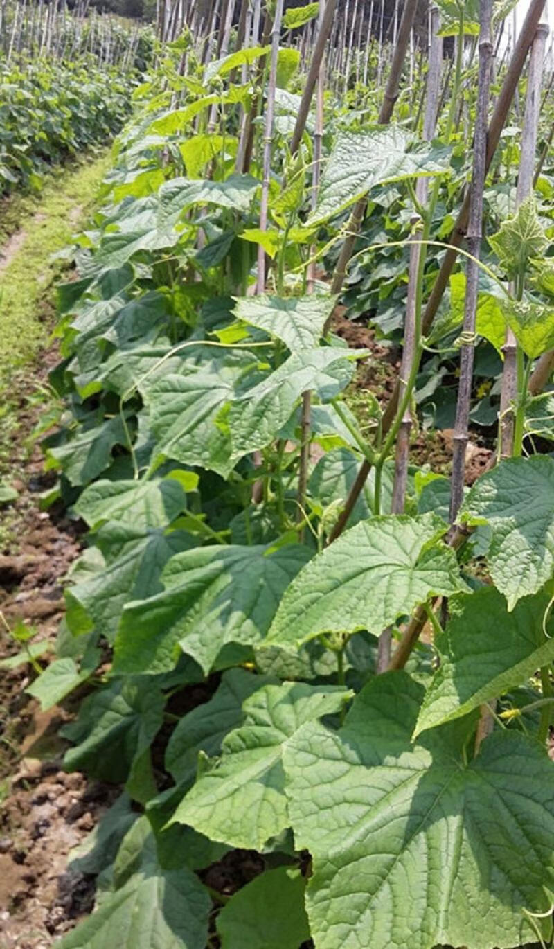 新瓜化州土特产笪桥黄瓜干黄瓜皮脆口农家250g笪桥黄瓜干【图片 价格