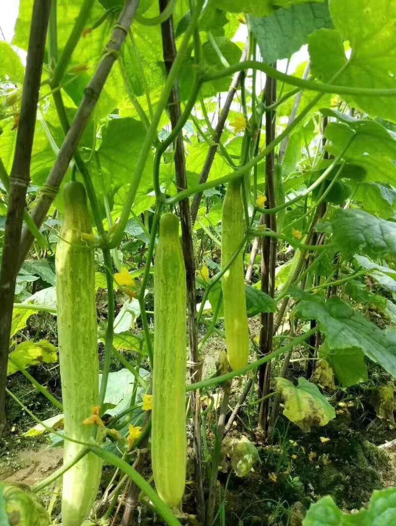 新瓜化州土特产笪桥黄瓜干黄瓜皮脆口农家250g笪桥黄瓜干【图片 价格