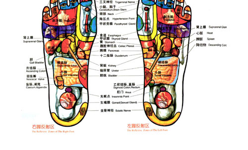 全身激痛点手册图片