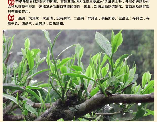 儒億苑 勐海樟香醇普洱茶 純料古樹茶 普洱茶熟茶500克餅 貨到付款