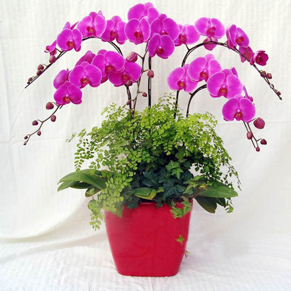 6株蝴蝶兰盆栽