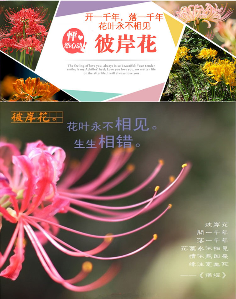 绿植彼岸花种子曼珠沙华盆栽彼岸花种球石蒜花室内四季种花卉粉之眉彼岸花单个种球 图片价格品牌报价 京东