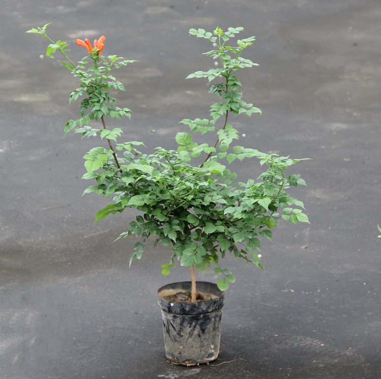 凌霄花苗 树苗植物盆栽室外阳台庭院爬藤攀爬花卉 凌霄花苗-凌霄大苗