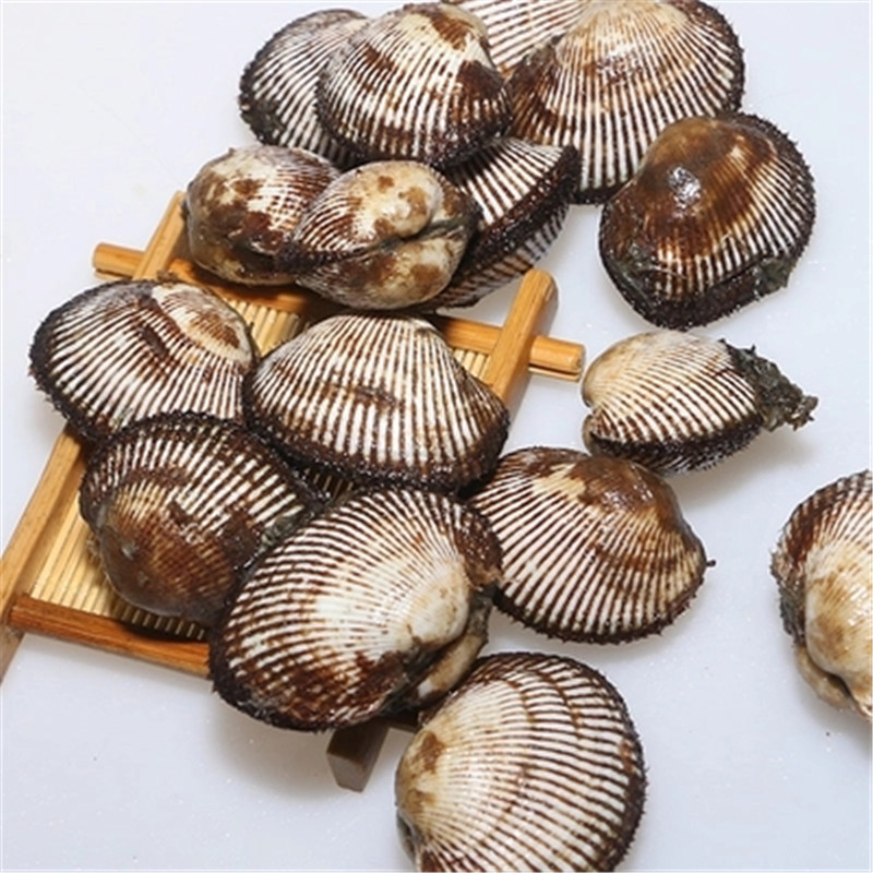 维桑毛蛤新鲜蛤蜊贝类鲜活大毛蛤血蛤大毛蚶海毛蛤海鲜水产2斤