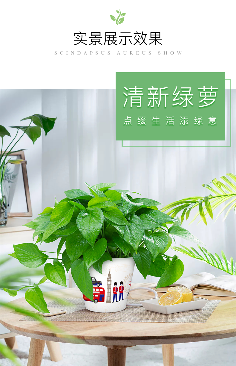 绿航绿萝 办公室书桌盆栽吸收甲醛空气净化创意水培绿箩室内绿植盆栽