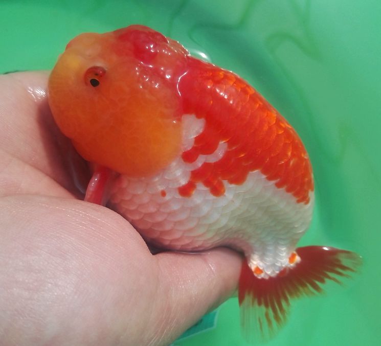 兰寿金鱼红白寿黑寿鱼 观赏鱼 冷水鱼 淡水活体水族宠物招财鱼 国粹鱼