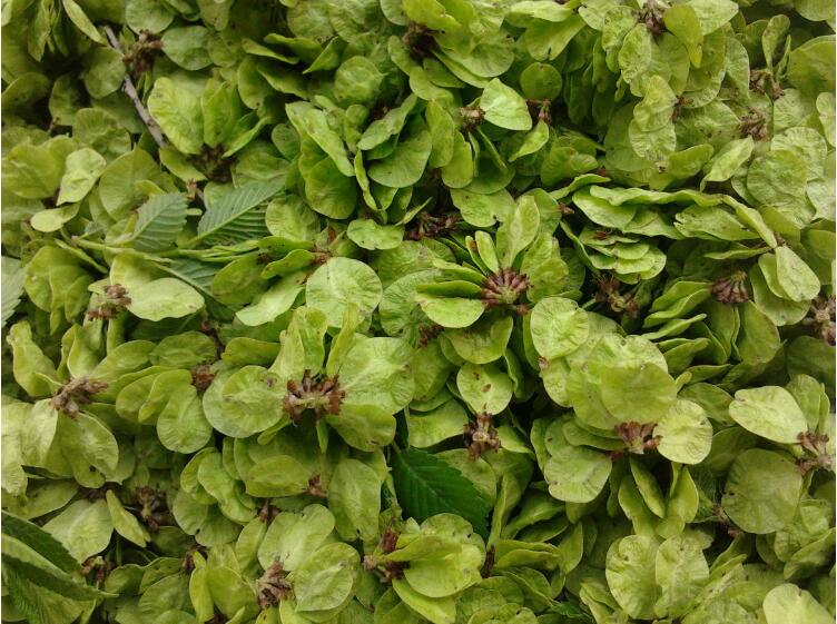 预售新鲜榆钱榆钱儿榆钱子余钱子新鲜蔬菜山野菜3斤