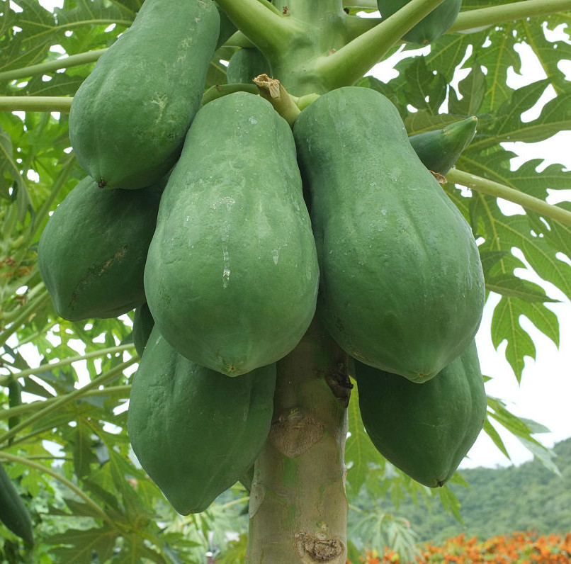 春光岛广西青木瓜产妇下奶月子青木瓜生木瓜绿木瓜5斤装【图片 价格