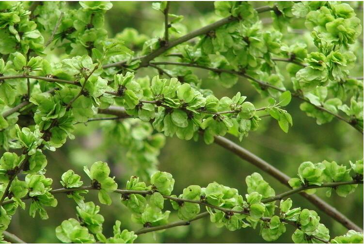 预售新鲜榆钱榆钱儿榆钱子余钱子新鲜蔬菜山野菜3斤