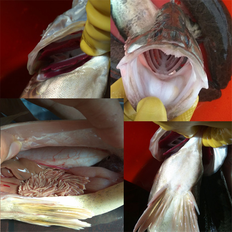 桂鱼 鳜鱼 鲜活现杀季花鱼 桂花鱼 鳌花鱼 渔民洪泽湖现抓发货 约1斤