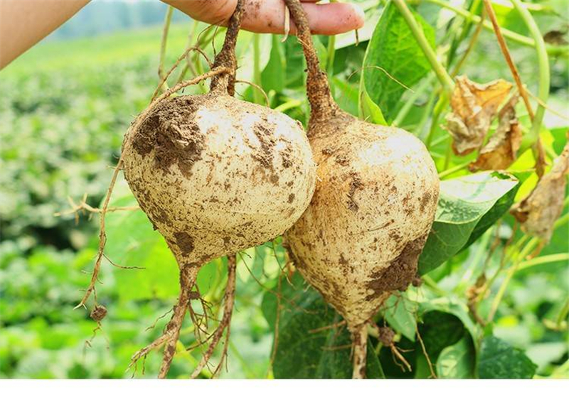 恬女神新鲜凉薯豆薯农家白地瓜沙葛番薯地瓜时令蔬果5kg