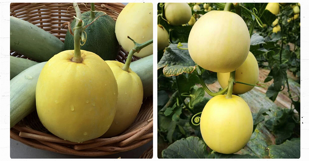 中科茂华 蔬菜水果种子 杂交黄脆梨黄皮白肉甜瓜种子 星甜20类型薄皮