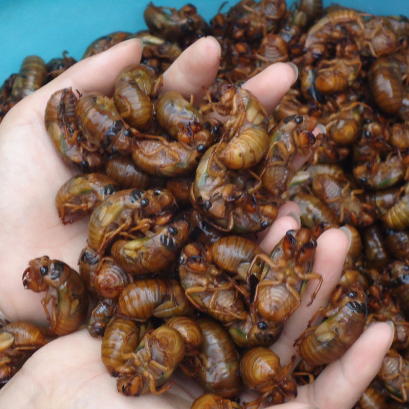 野生知了猴 金蝉 知了 知了幼虫 金蝉子蜂拥唐僧肉 新活现抓速冻 大