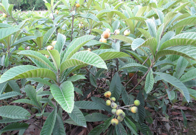 御春阁 盆栽地栽枇杷苗嫁接枇杷树苗大五星南方北方种植盆栽地栽特大