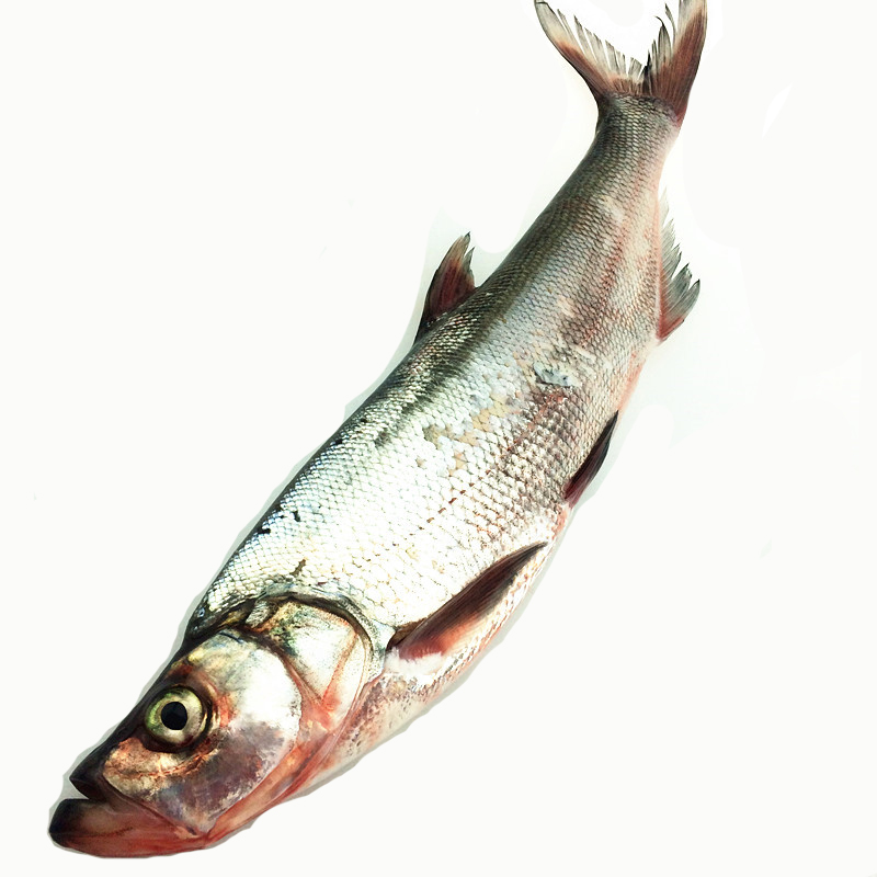 翘嘴白鱼翘嘴白翘嘴鲌大白鱼翘嘴巴大白刁子鱼现逮现