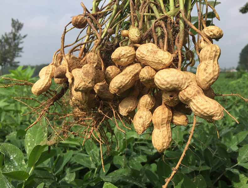 2025年11月3日 新华纵横（成品）