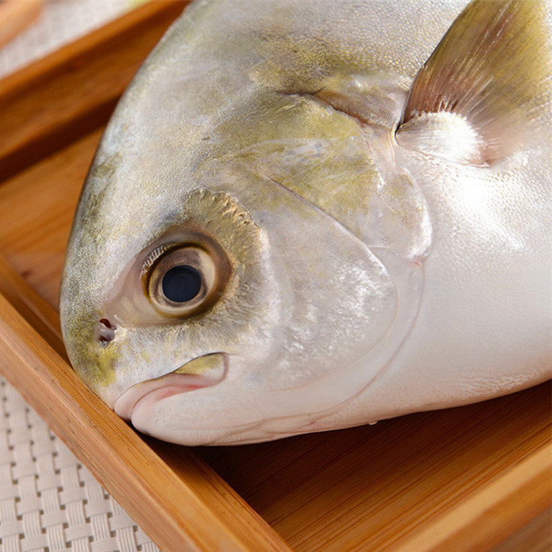 金鲳鱼 新鲜金鲳鱼 深海海捕金鲳鱼平鱼 海鲜水产鲜