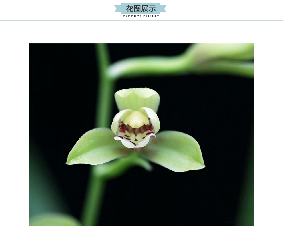 刘阁兰花苗建兰荷型水仙名品宜宾荷仙夏带浓香花苞出售好养高档兰草