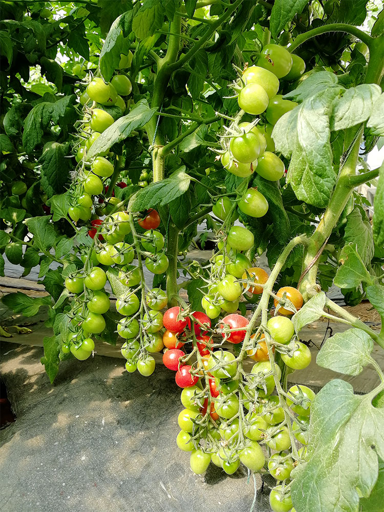 蔬菜盆栽樱桃圣女果番茄寿光春季播种蔬菜菜籽种籽 圣安妮小番茄种子