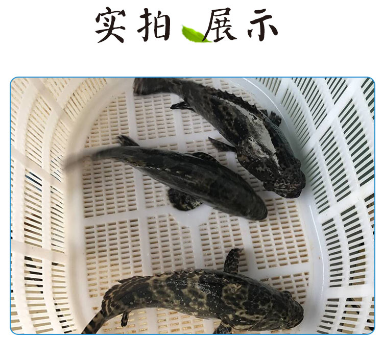 海鮮魚深海魚黑虎斑順豐速達 東星石斑魚750g左右【圖片 價格 品牌