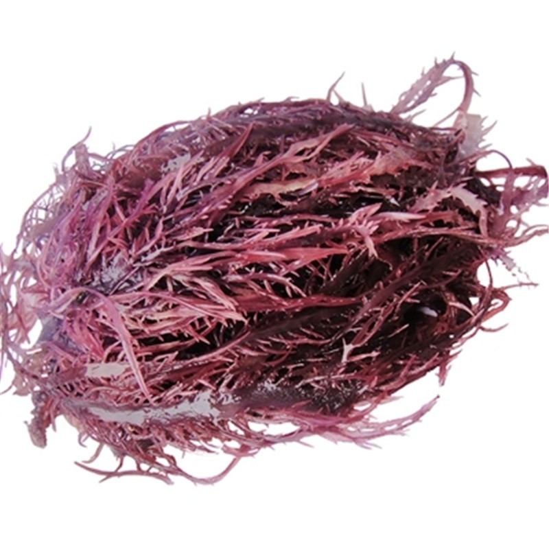 恬女神 新鲜冰藻干货 凉拌菜 海草龙须菜 海藻石花菜 500g【图片 价格