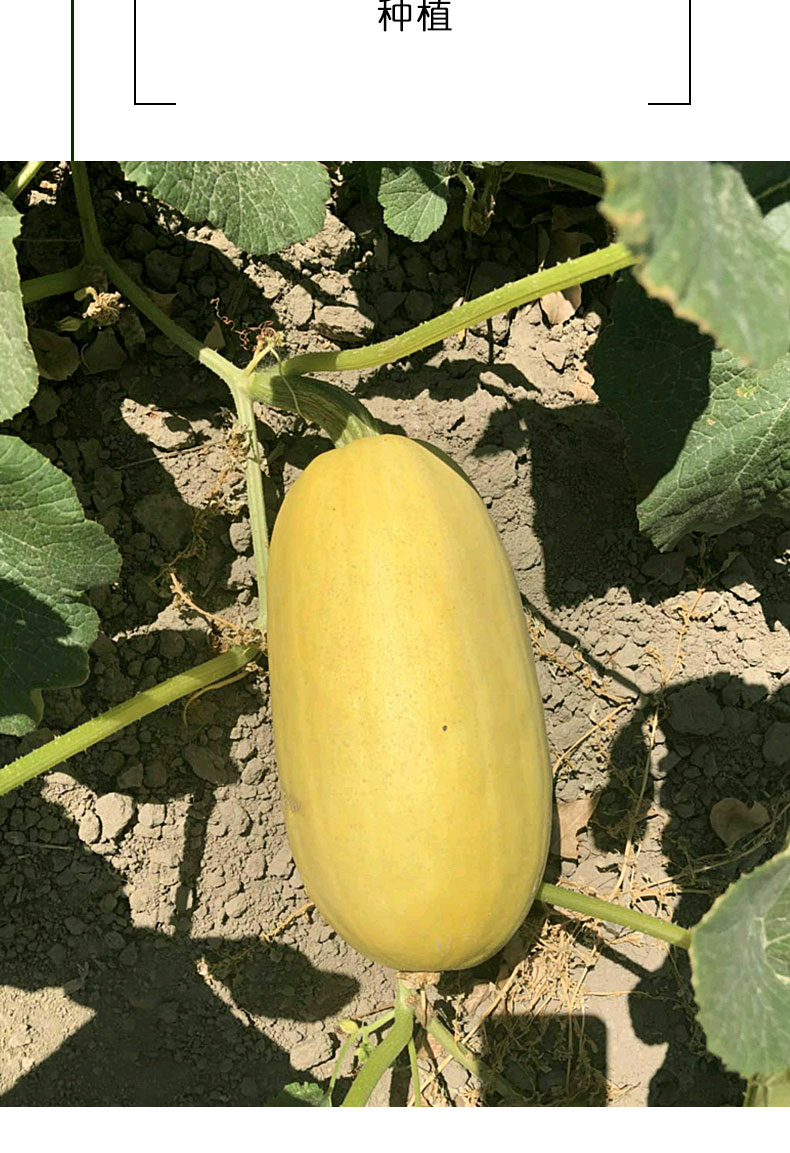 季播菜瓜阳台家庭易种天然粉丝瓜菜籽家庭种拍砸三号搅瓜种子10g袋装